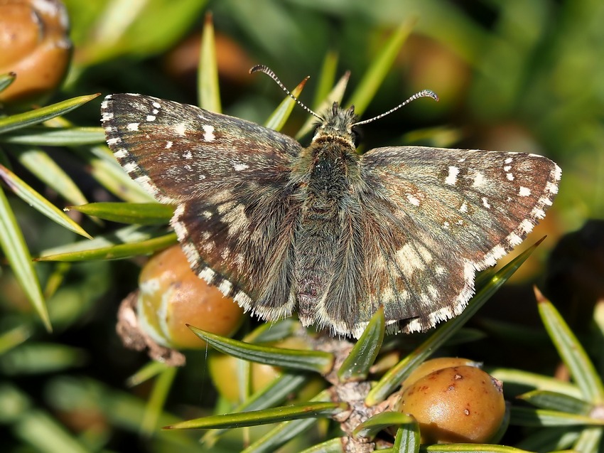 Pyrgus armoricanus?...no,  Pyrgus sp.